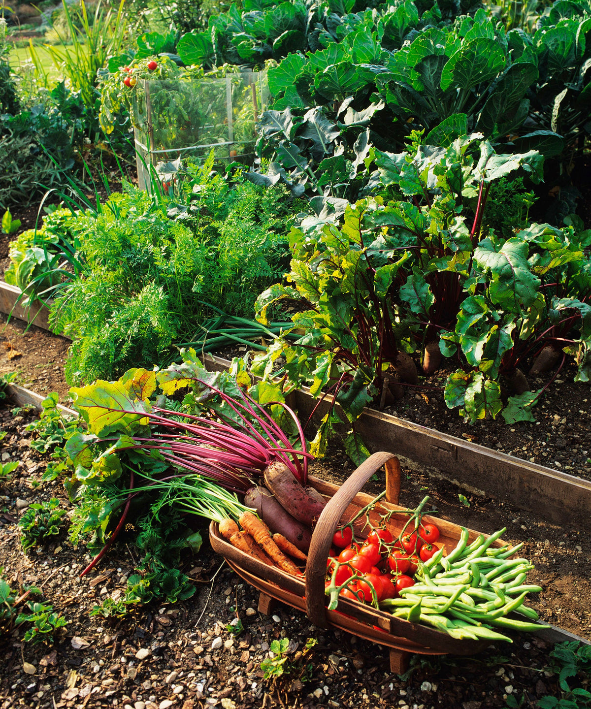Vegetables