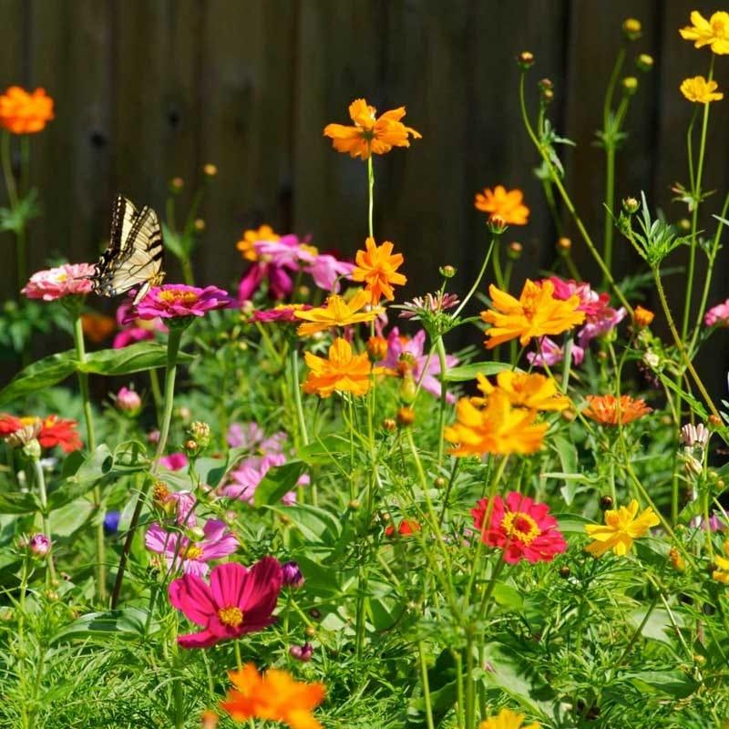 Flowers